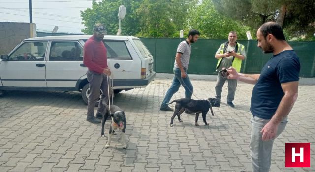 Manisa’da pitbull ile oklu kirpi avlayanlara ceza yağdı