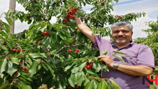 Salihli kirazı, uzak doğuda marka olma yolunda