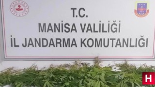 Jandarmadan uyuşturucu operasyonu