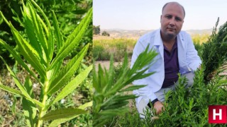 Manisa'da yetişen bu ot kanser hastalarının umudu oldu
