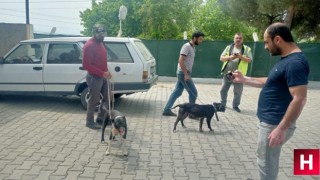 Manisa’da pitbull ile oklu kirpi avlayanlara ceza yağdı